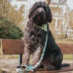 Max & Molly Hondenriem Multi Function Black Sheep -Huisdierbenodigdheden image 493