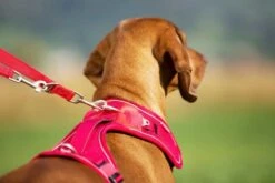 Curli Verstelbare Hondenriem Rood 8 Curli Verstelbare Hondenriem Rood -Huisdierbenodigdheden image 503