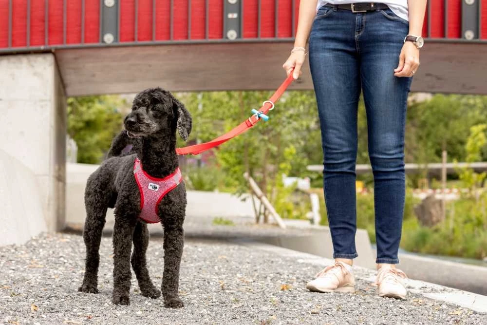 Curli Verstelbare Hondenriem Rood 6 Curli Verstelbare Hondenriem Rood - Afbeelding 4