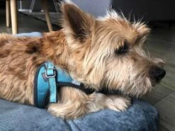 Rogz Hondentuig Fast Fit Urban Turquoise Moon -Huisdierbenodigdheden image 66