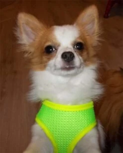 Doxtasy Hondentuig Round Loop Harnass Mesh Fluo Green -Huisdierbenodigdheden image 69