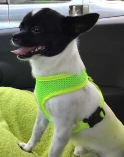 Doxtasy Hondentuig Round Loop Harnass Mesh Fluo Green -Huisdierbenodigdheden image 70