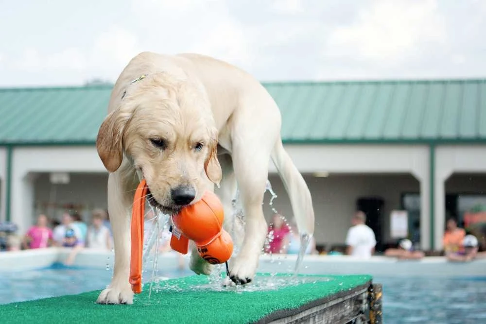 Kong Hondenspeelgoed Wubba Wet 3 Kong Hondenspeelgoed Wubba Wet