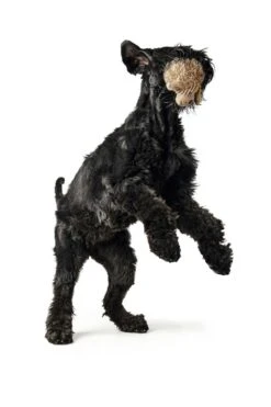 Hunter Hondenspeelgoed Pori -Huisdierbenodigdheden image 720