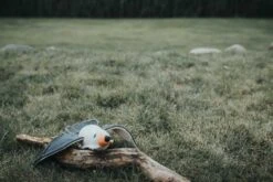 Hunter Hondenspeelgoed Canvas Sea Gull -Huisdierbenodigdheden image 742