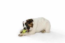 West Paw Design Hondenspeelgoed Zogoflex Rumpus Groen