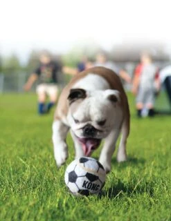 Kong Hondenspeelgoed Sport Balls