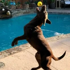 Huisdierbenodigdheden -Huisdierbenodigdheden image 850