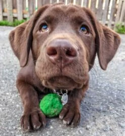 Hondenspeelgoed Wunderball -Huisdierbenodigdheden image 853