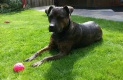 Hondenspeelgoed Wunderball -Huisdierbenodigdheden image 854