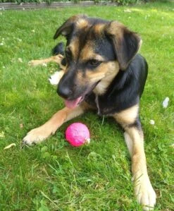 Hondenspeelgoed Wunderball -Huisdierbenodigdheden image 855