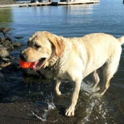 Hondenspeelgoed Wunderball -Huisdierbenodigdheden image 857