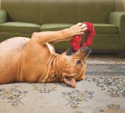 Huisdierbenodigdheden -Huisdierbenodigdheden image 859