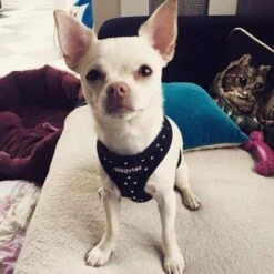 Wagytail Hondentuig Zwart Met Swarovski -Huisdierbenodigdheden image 94