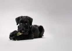 Hunter Trainer Snack Dummy -Huisdierbenodigdheden image 943