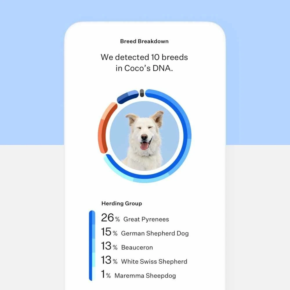 Wisdom Panel Essential DNA Test 8 Wisdom Panel Essential DNA Test - Afbeelding 6