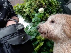 EQDOG Beloningszakje Click And Treat Zwart -Huisdierbenodigdheden image 964