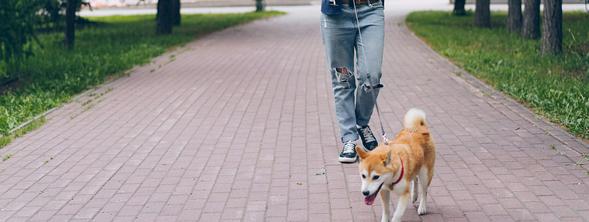 Huisdierbenodigdheden -Huisdierbenodigdheden pexels silverkblack 20897070